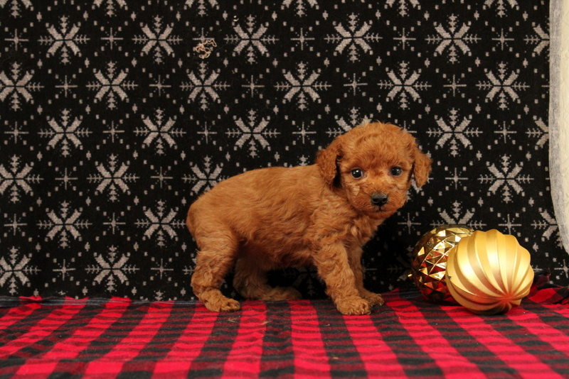 puppy, for, sale, Mini Poodle, Matthew B. Stoltzfus, dog, breeder, Gap, PA, dog-breeder, puppy-for-sale, forsale, nearby, find, puppyfind, locator, puppylocator, aca